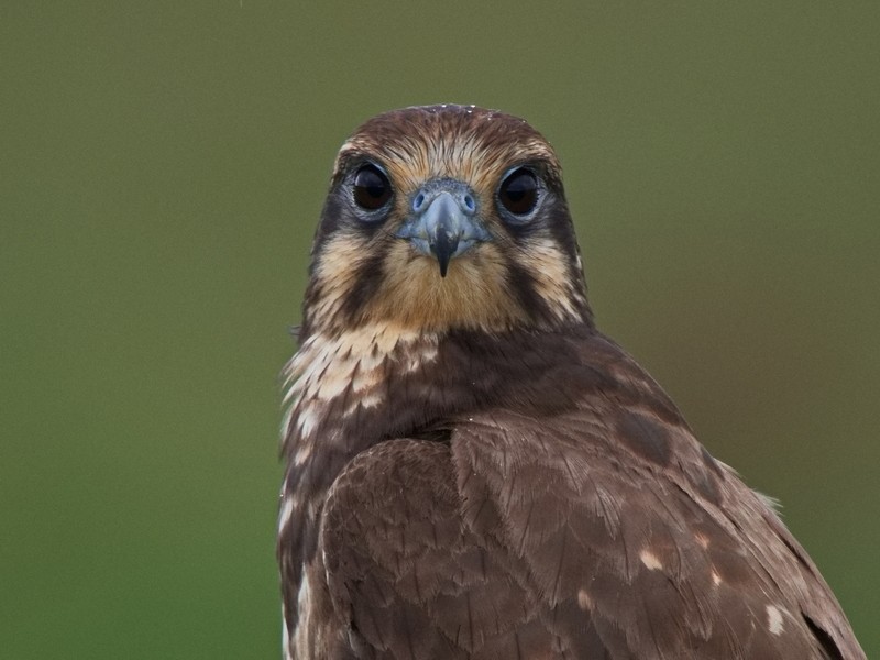 Brown Falcon
